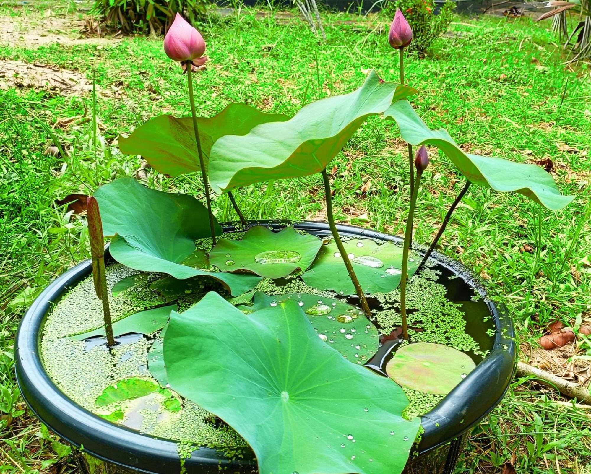 Angels' Homestay Marari Mararikulam Luaran gambar