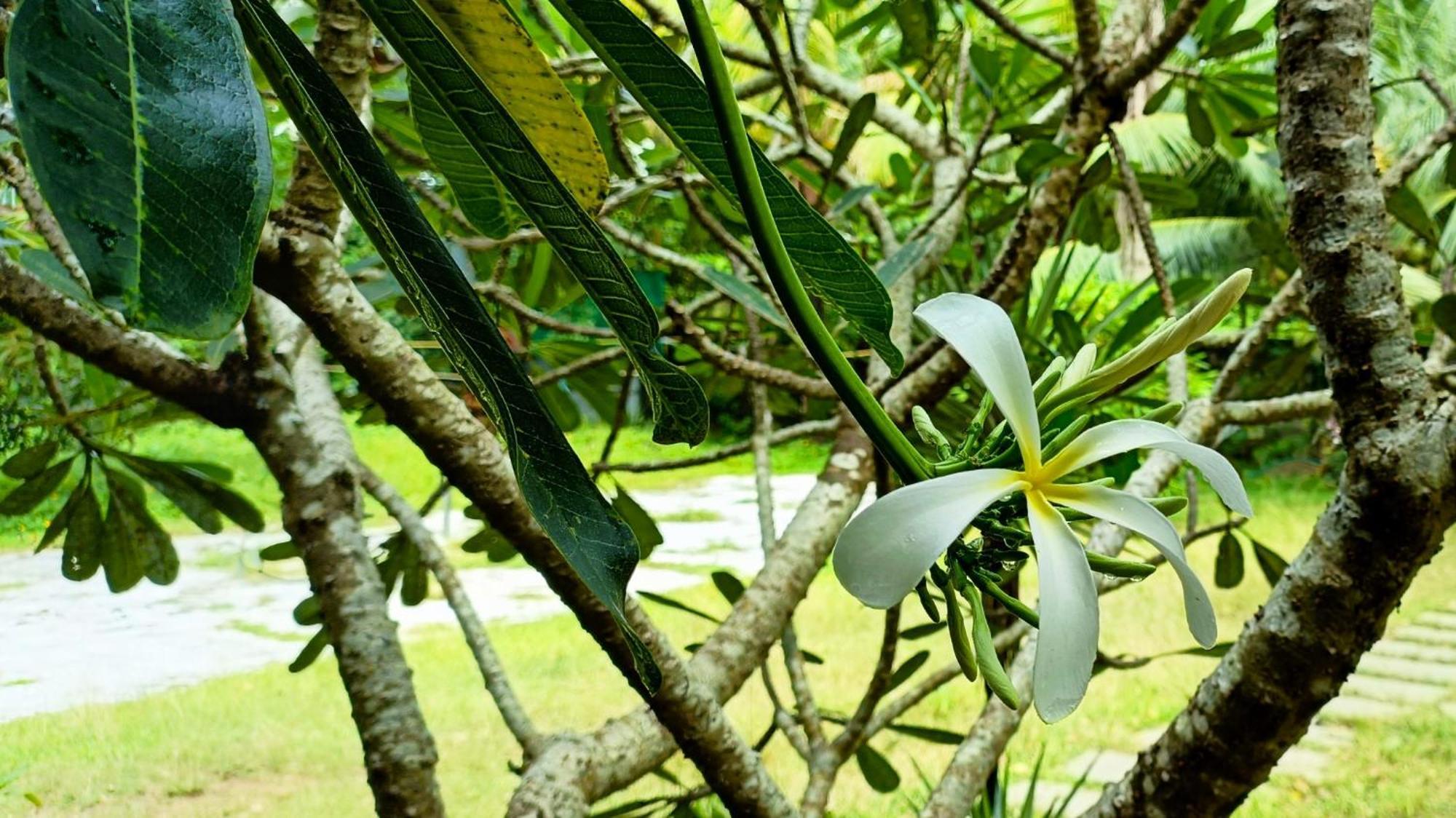 Angels' Homestay Marari Mararikulam Luaran gambar